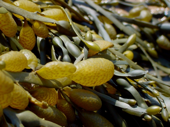 l’Ascophyllum une algues aux vertus minceur